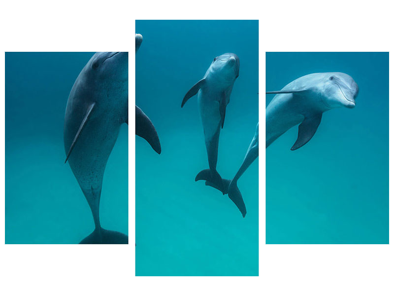 modern-3-piece-canvas-print-bottlenose-dolphins-ii