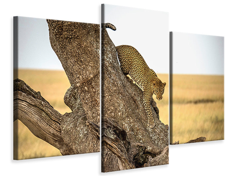 modern-3-piece-canvas-print-leopard-serengheti-tanzania