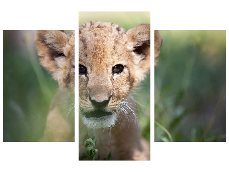 modern-3-piece-canvas-print-lion-baby