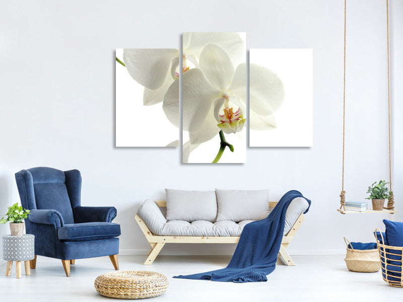 modern-3-piece-canvas-print-orchids-bloom