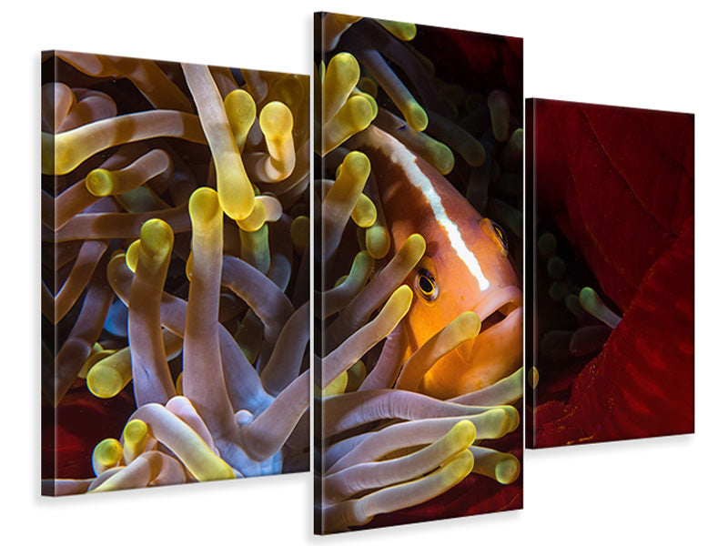 modern-3-piece-canvas-print-skunk-clownfish