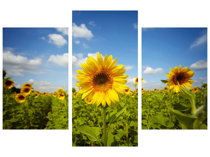 modern-3-piece-canvas-print-summer-sunflowers