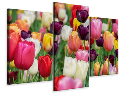 modern-3-piece-canvas-print-the-colors-of-the-tulips