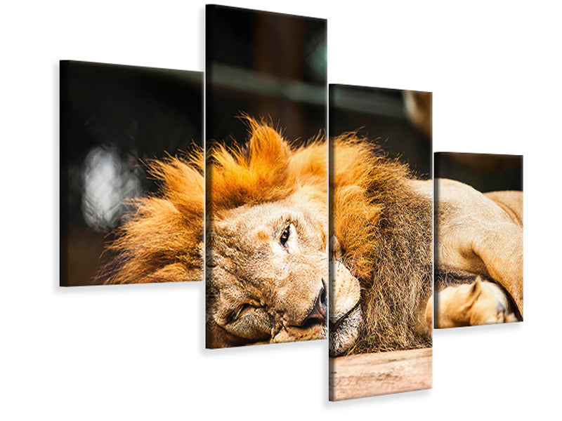 modern-4-piece-canvas-print-relaxed-lion