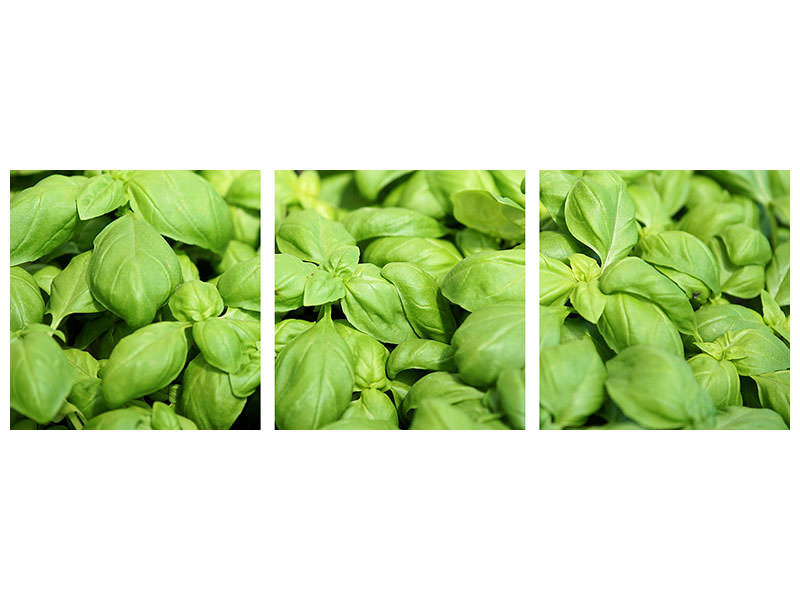 panoramic-3-piece-canvas-print-all-basil