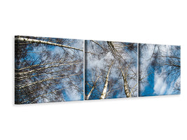 panoramic-3-piece-canvas-print-birch-crowns