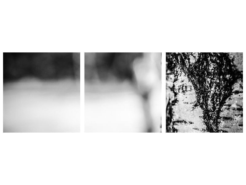 panoramic-3-piece-canvas-print-birch-trunk