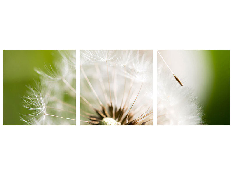 panoramic-3-piece-canvas-print-blowball-dandelion