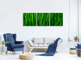 panoramic-3-piece-canvas-print-grass-with-morning-dew