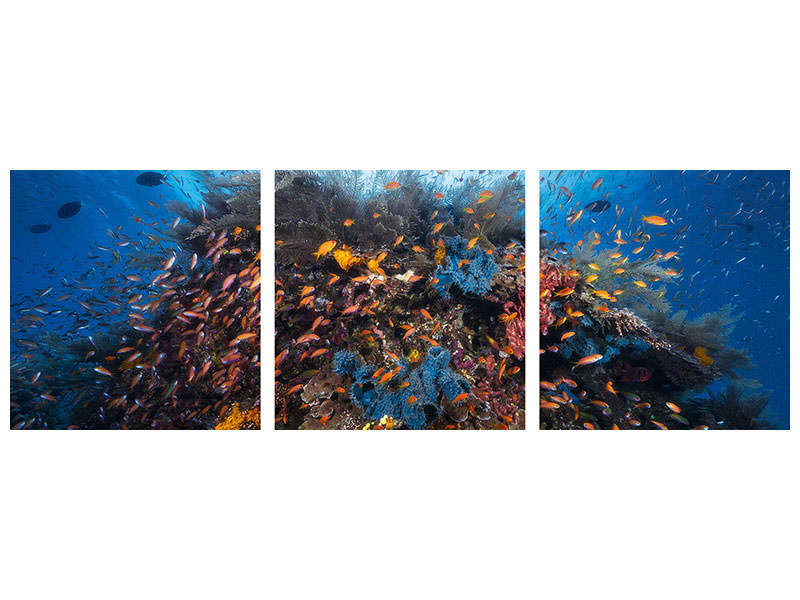 panoramic-3-piece-canvas-print-life-explosion