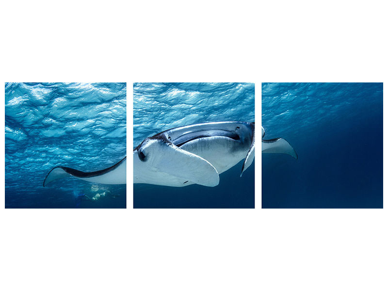 panoramic-3-piece-canvas-print-manta-ray