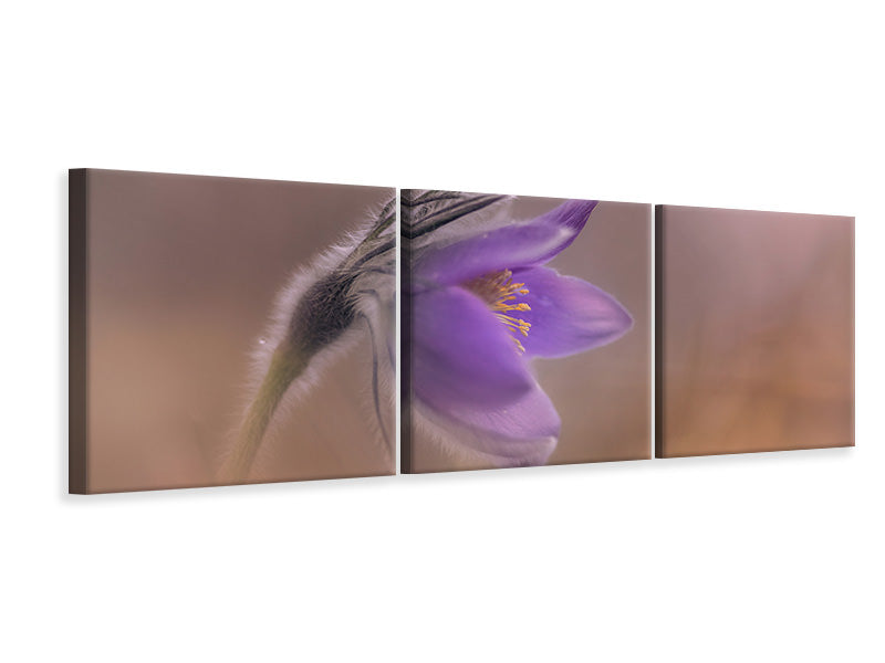 panoramic-3-piece-canvas-print-pulsatilla-vulgaris