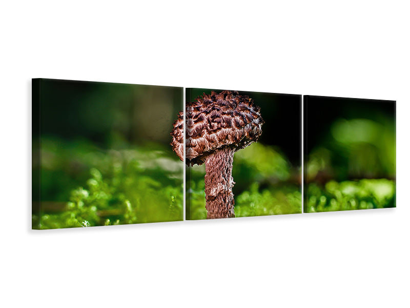 panoramic-3-piece-canvas-print-strobilomyces-strobilaceus