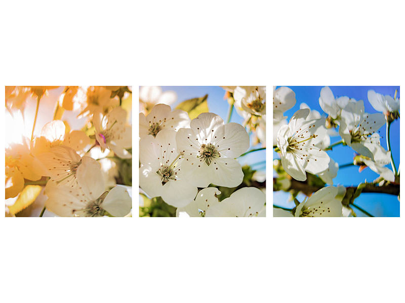 panoramic-3-piece-canvas-print-the-apple-tree-blossom