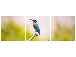 panoramic-3-piece-canvas-print-the-kingfisher