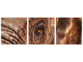 panoramic-3-piece-canvas-print-the-look-of-the-elephant