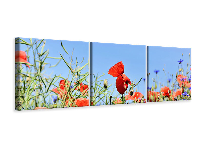 panoramic-3-piece-canvas-print-the-poppy-in-the-flower-meadow