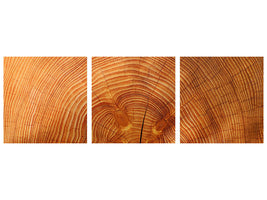 panoramic-3-piece-canvas-print-tree-rings