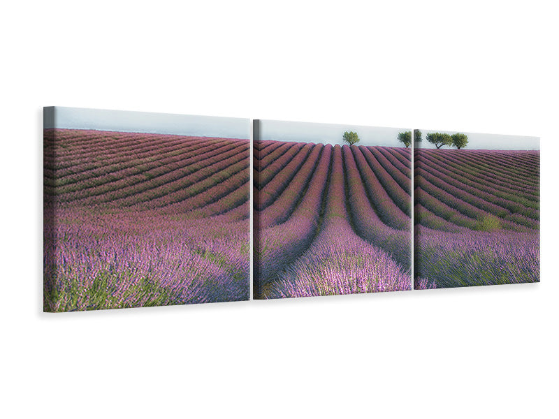 panoramic-3-piece-canvas-print-velours-de-lavender