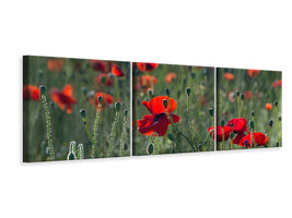 panoramic-3-piece-canvas-print-wild-poppy