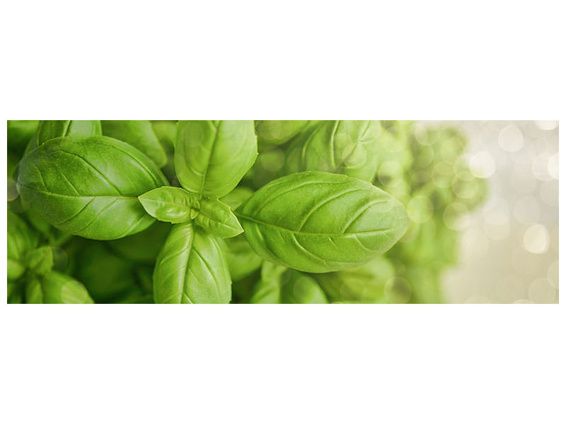 panoramic-canvas-print-a-bouquet-of-basil