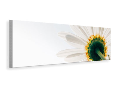 panoramic-canvas-print-a-daisy