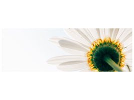 panoramic-canvas-print-a-daisy