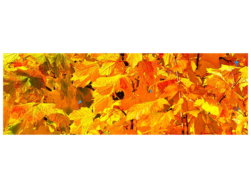 panoramic-canvas-print-autumn-leaves-ii