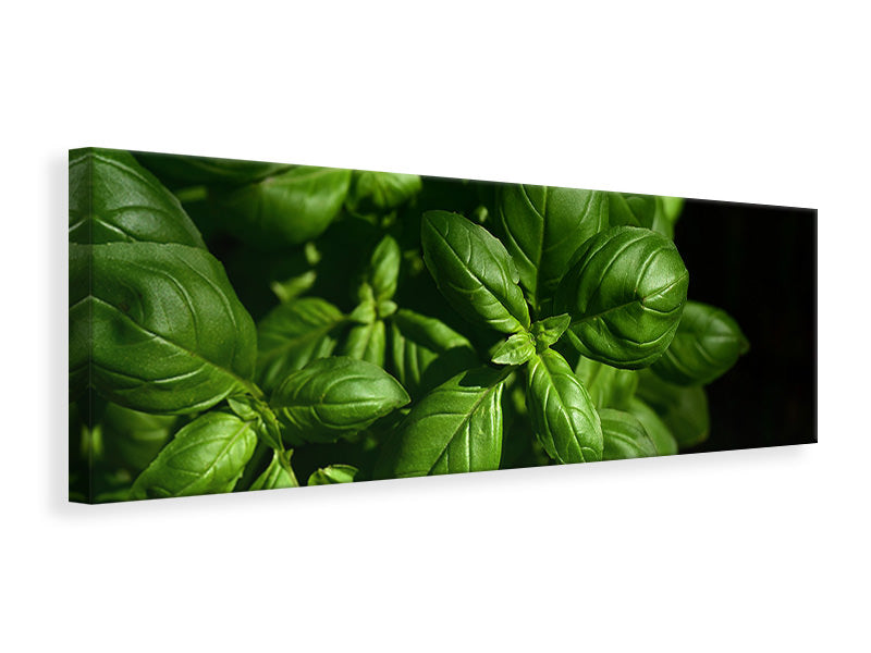 panoramic-canvas-print-basil-in-xl