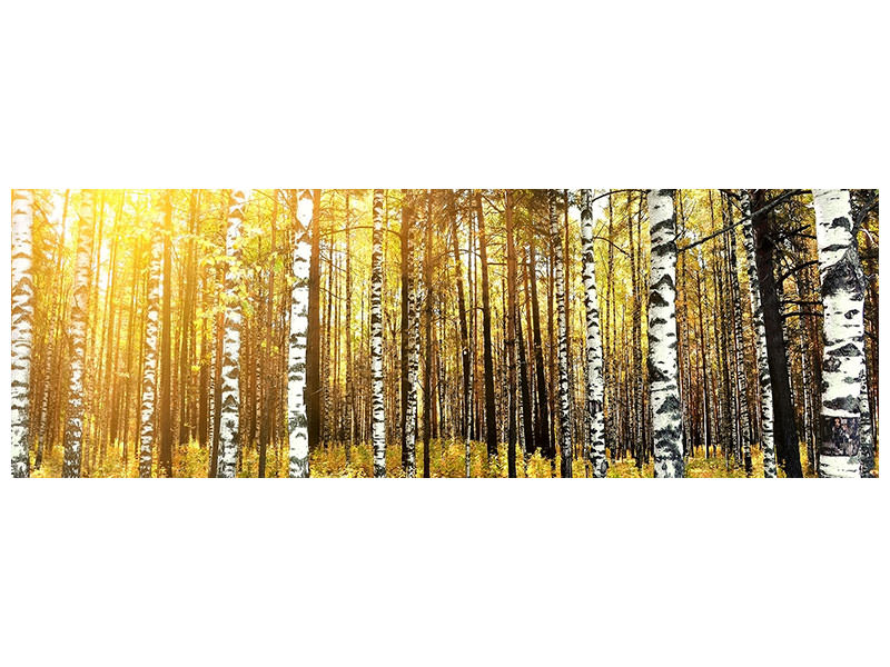 panoramic-canvas-print-birch-forest