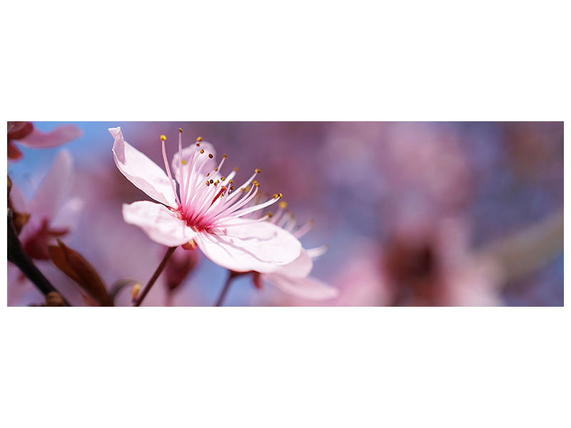 panoramic-canvas-print-close-up-cherry-blossom