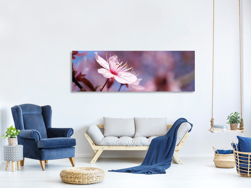 panoramic-canvas-print-close-up-cherry-blossom