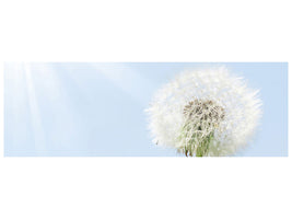 panoramic-canvas-print-dandelion-in-sunbeam