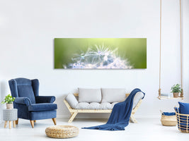 panoramic-canvas-print-dandelion-xl-in-morning-dew