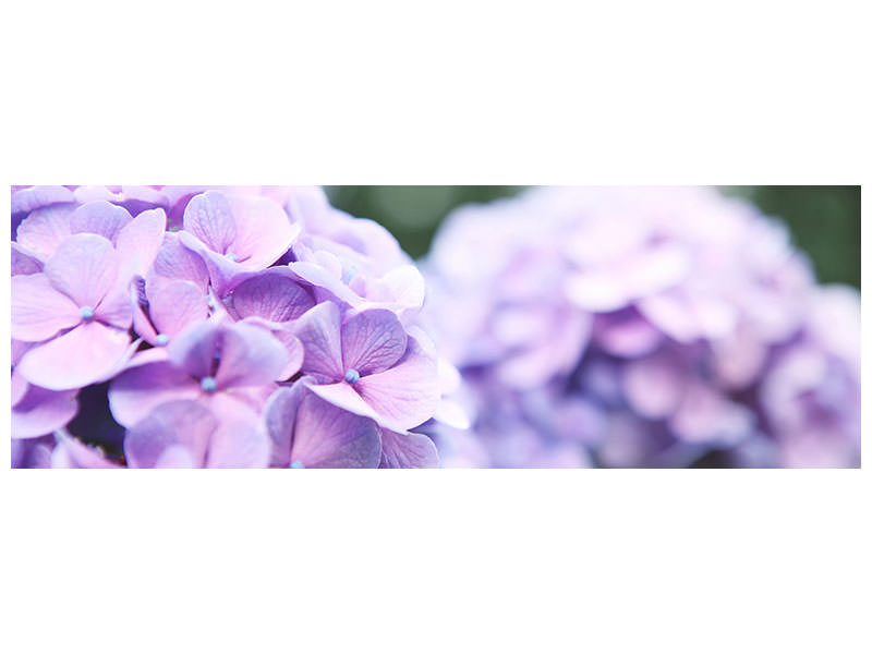 panoramic-canvas-print-hydrangeas