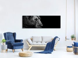 panoramic-canvas-print-lion