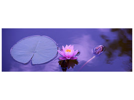 panoramic-canvas-print-lotus-flower