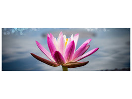 panoramic-canvas-print-lotus-in-the-morning-dew