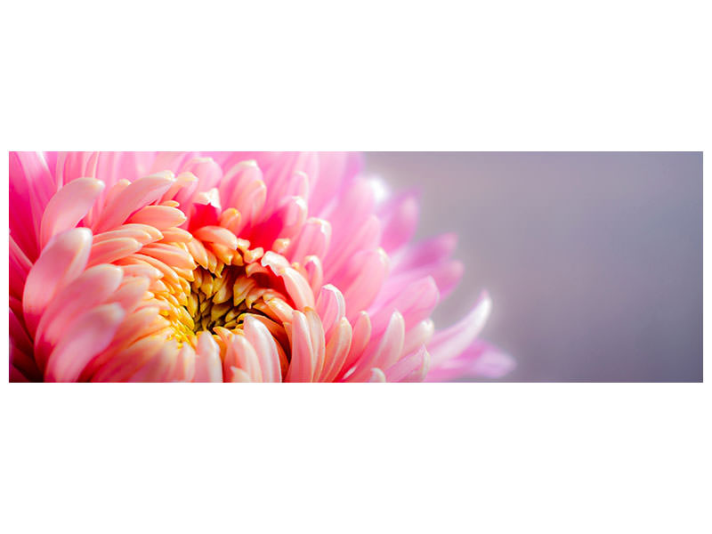 panoramic-canvas-print-macro-chrysanthemum