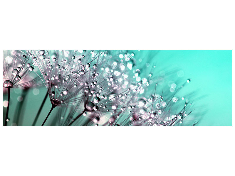 panoramic-canvas-print-macro-dandelion-p