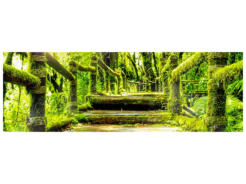 panoramic-canvas-print-moss