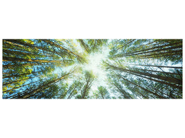 panoramic-canvas-print-pine-forest