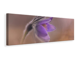 panoramic-canvas-print-pulsatilla-vulgaris