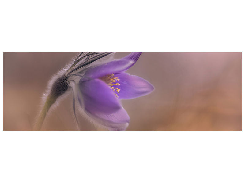 panoramic-canvas-print-pulsatilla-vulgaris