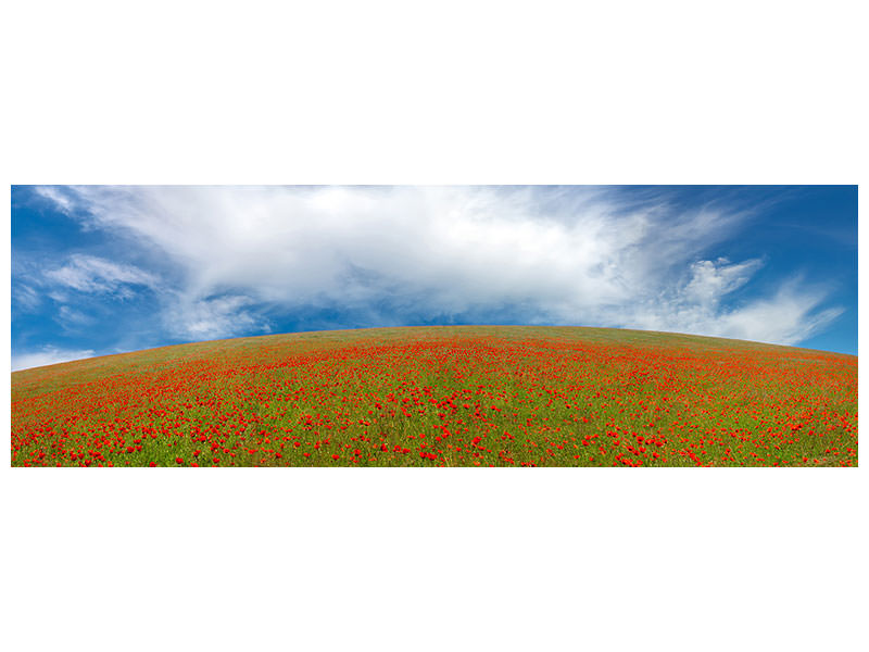 panoramic-canvas-print-red-poppies