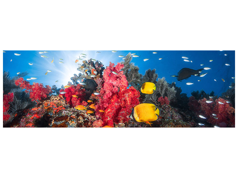 panoramic-canvas-print-reef-life