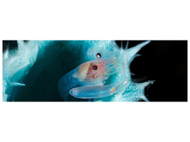 panoramic-canvas-print-shrimp-in-a-blue-sponge