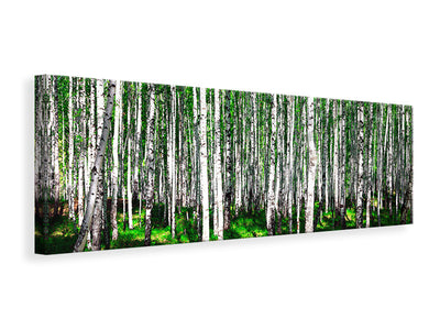 panoramic-canvas-print-summerly-birch-forest