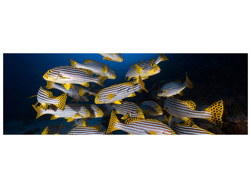 panoramic-canvas-print-underwater-photography-indian-ocean-sweetlips