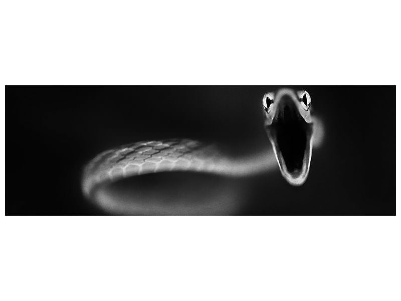 panoramic-canvas-print-vine-snake-strike